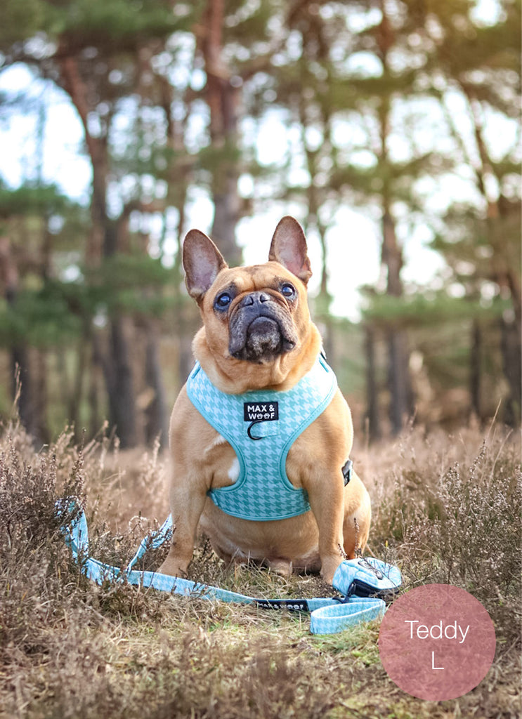 hond met groen pied de poule tuigje en hondenriem