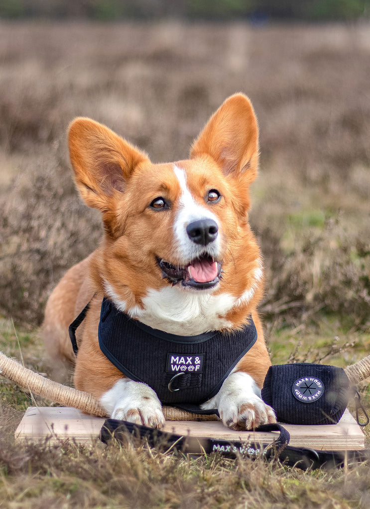 hond met zwarte poepzakjeshouder