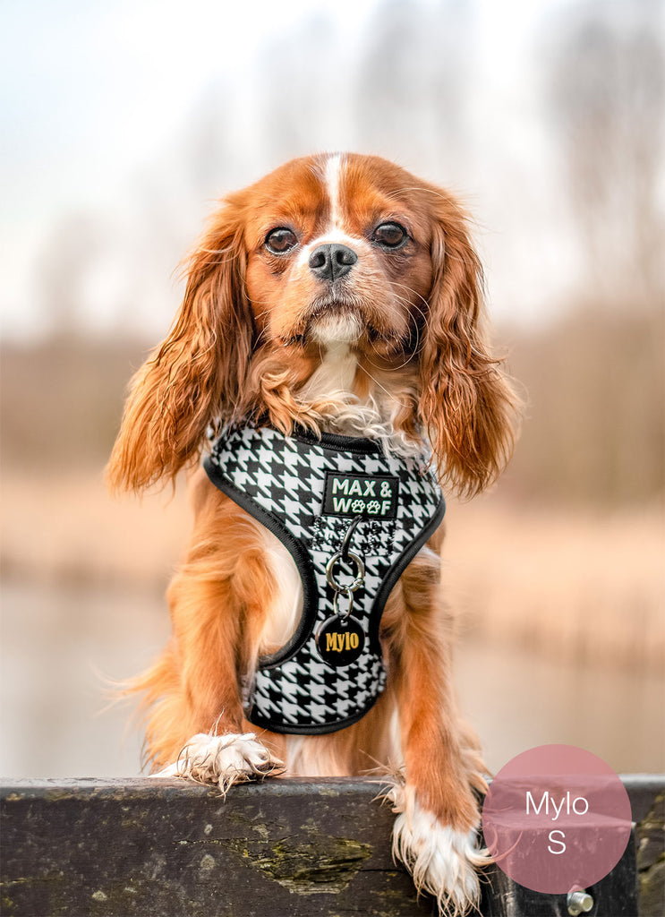 hond met pied de poule hondentuigje