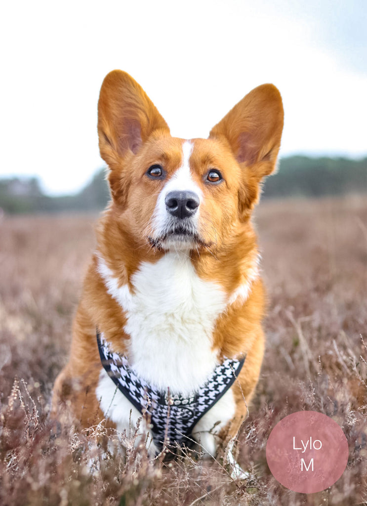 corgi met pied de poule tuigje