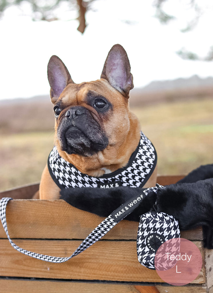 hond met pied de poule tuigje