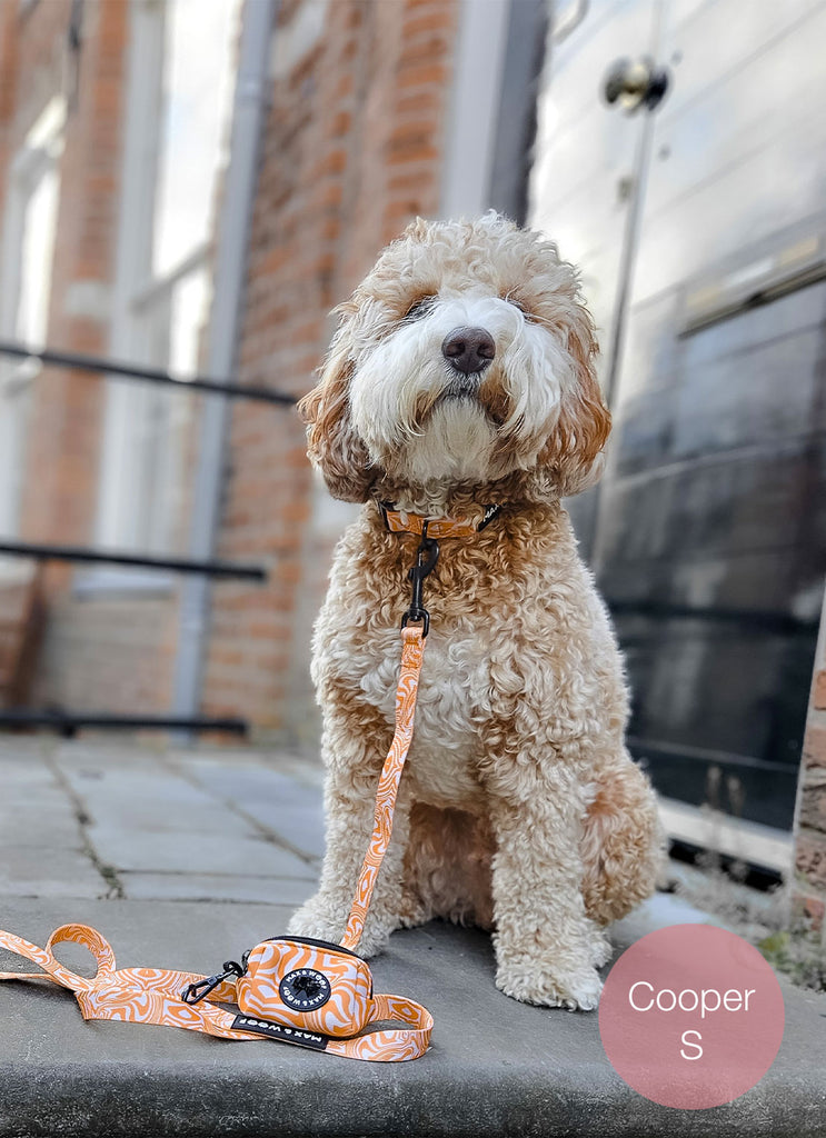 hond met oranje halsband, hondenriem en poepzakjeshouder