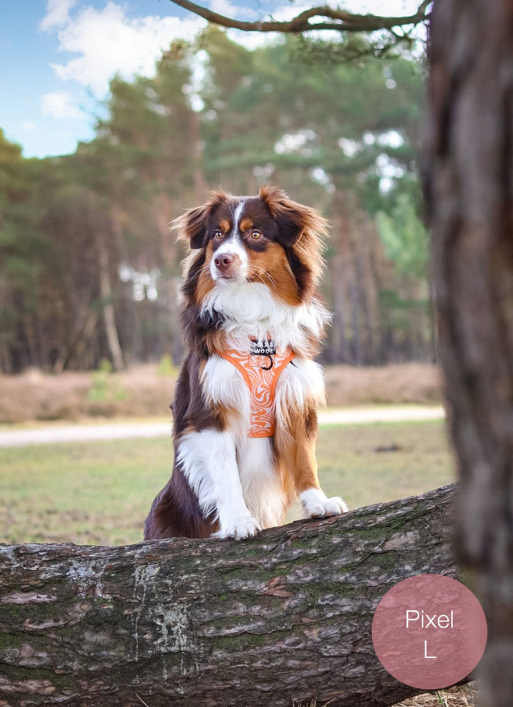 hond met oranje koningsdag harnas