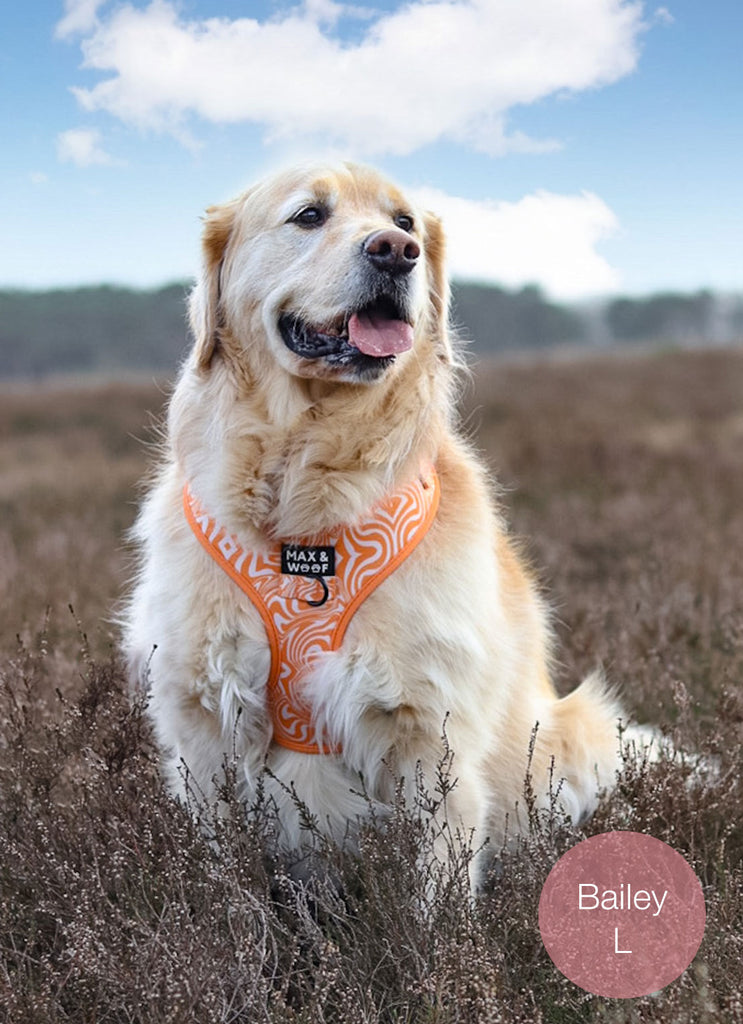 golden retriever met oranje hondentuigje