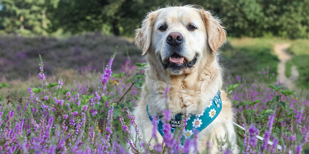 hond met groen tuigje met smiley bloemetjes