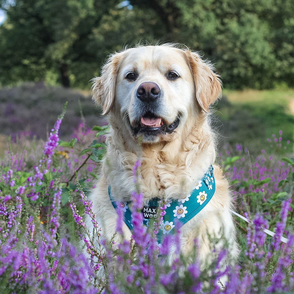 hond met groen tuigje met smiley bloemetjes