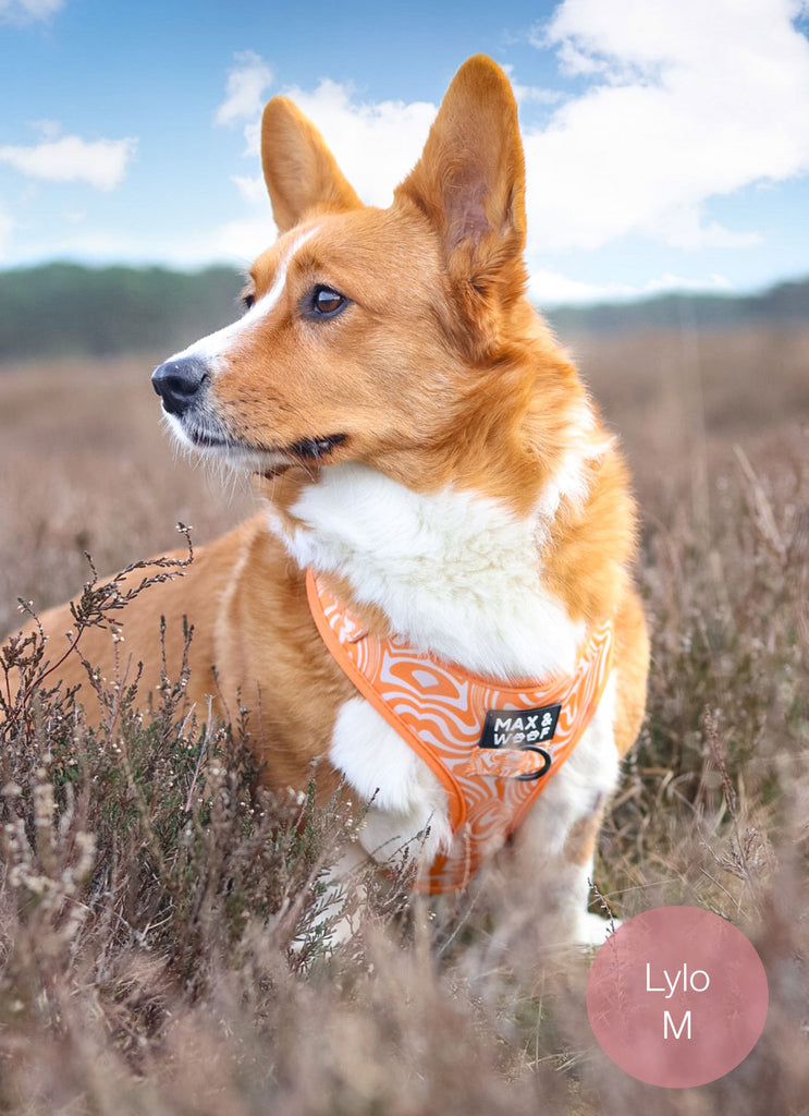 hond met oranje harnas