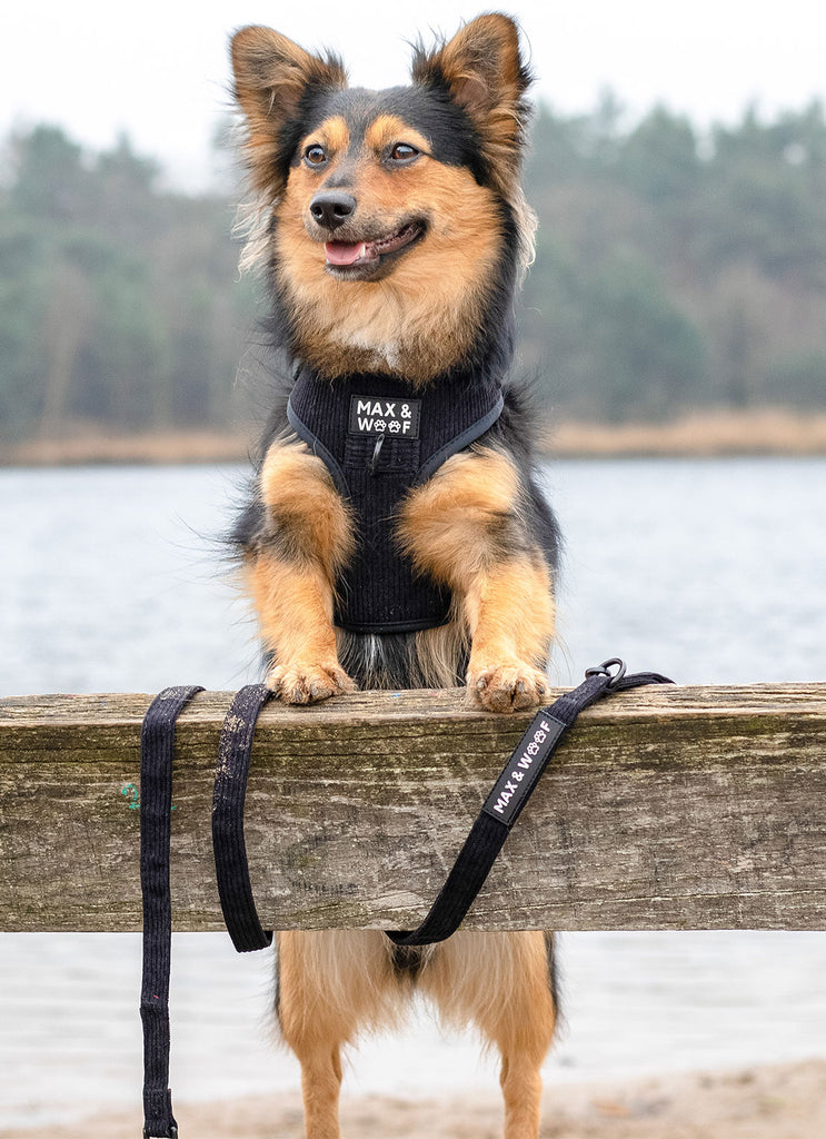 hond met zwarte corduroy hondenriem