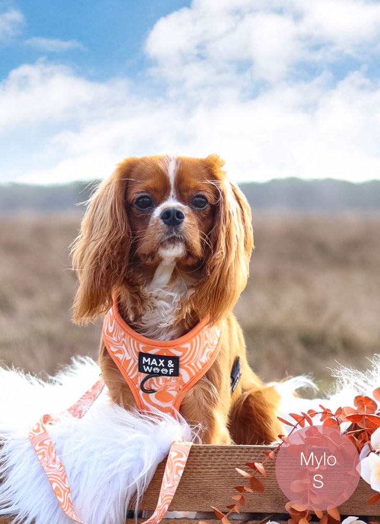 hond met oranje tuigje en hondenriem