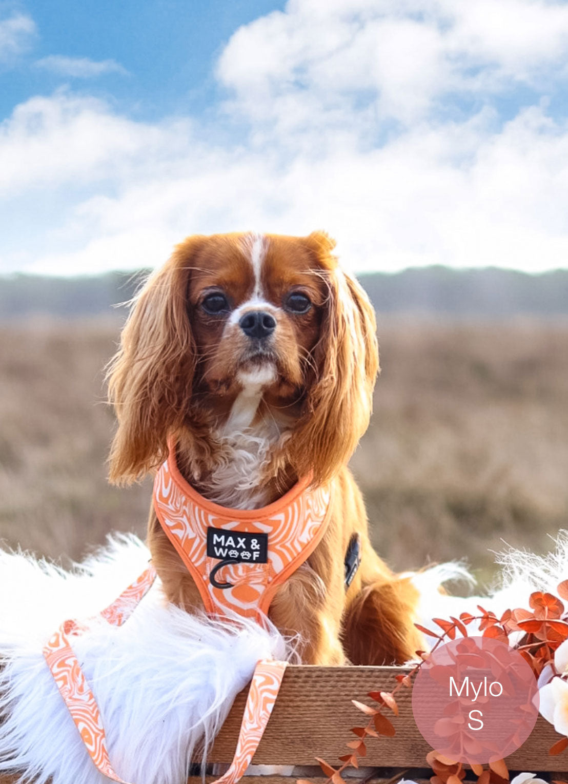 Gloria Pets Air Mesh Trek Star Orange Harness/Dress for Dogs - Netherlands Gloria Pets Air Mesh Trek Star Orange Harness/Dress for Dogs - Netherlands