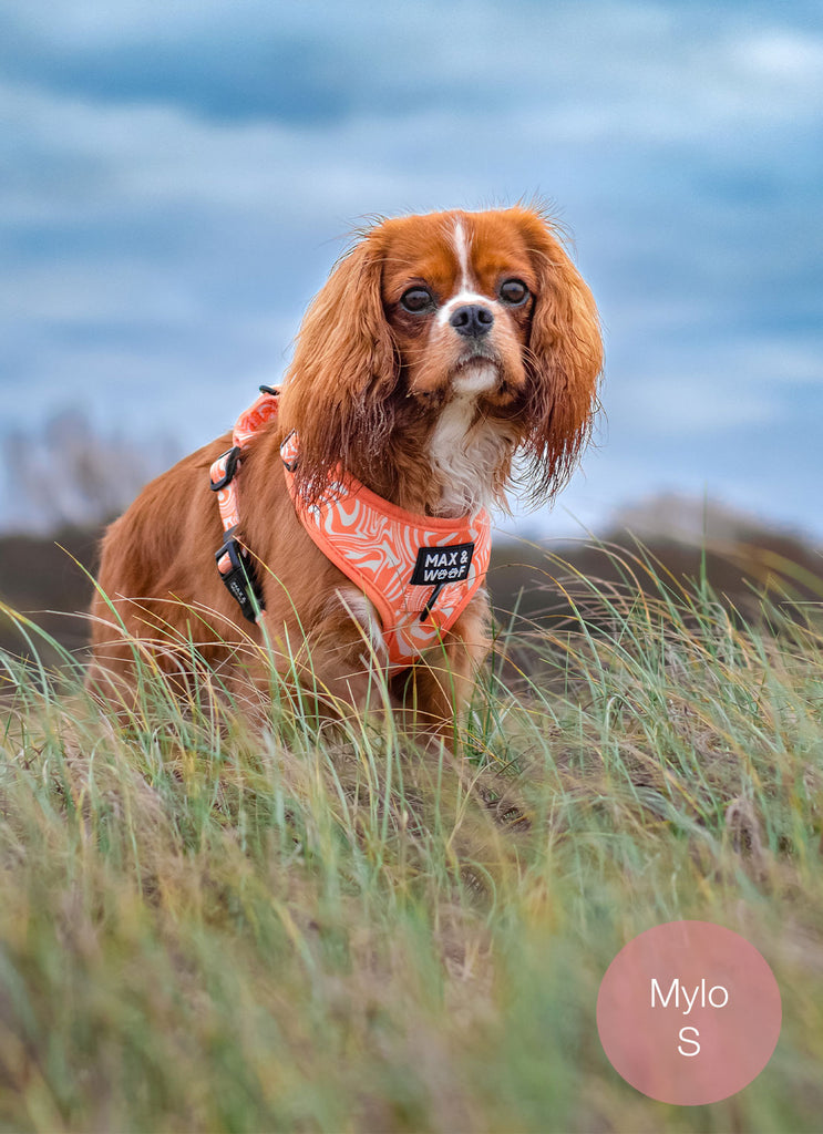 koningsdag hondentuigje