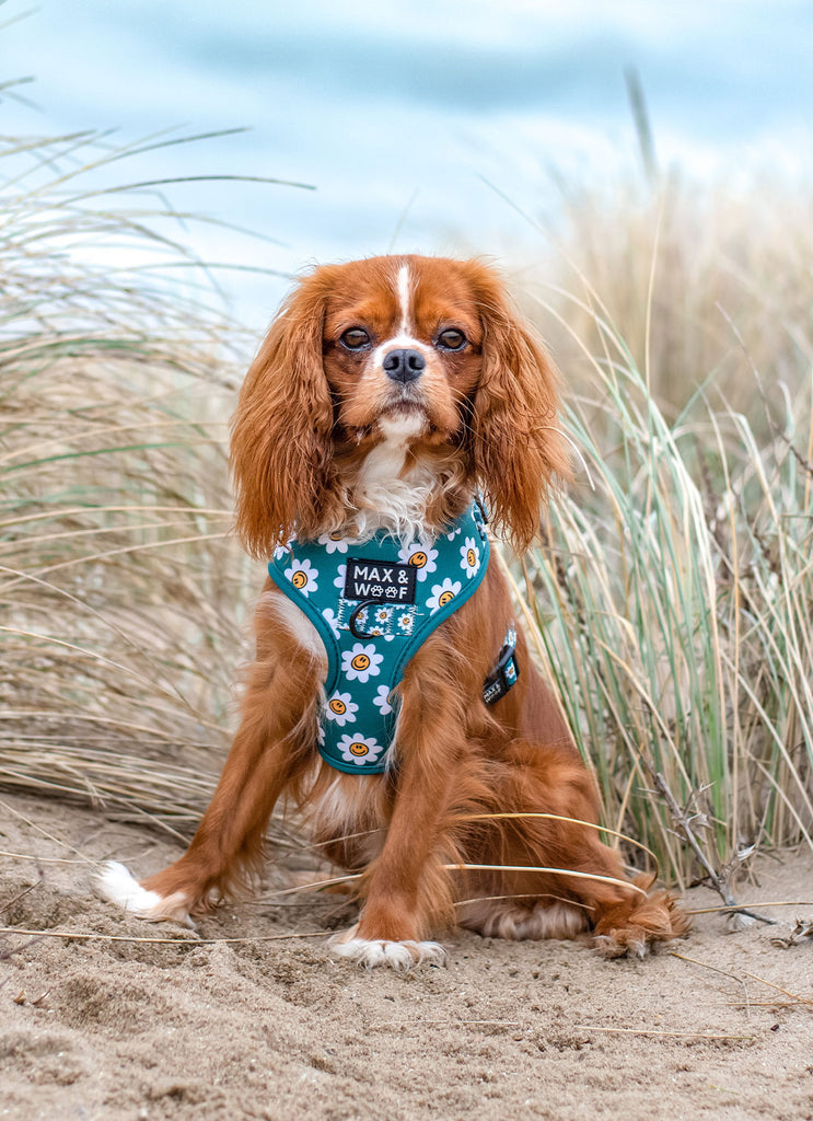 hond met groen tuigje met smiley en bloemetjes print